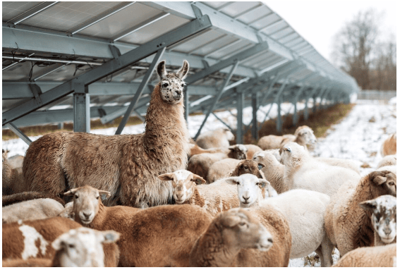 明日農(nóng)場創(chuàng)新農(nóng)業(yè)光伏模式 融合再生農(nóng)業(yè)與太陽能